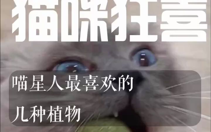 猫咪最喜欢的几种植物哔哩哔哩bilibili