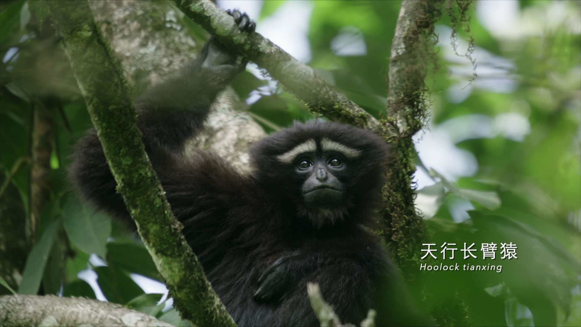 中国黑冠长臂猿之乡图片