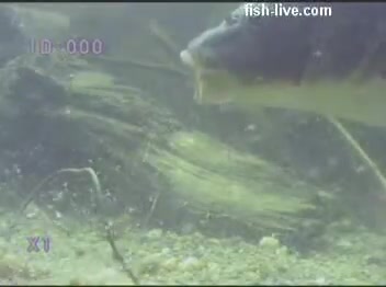 [图]carp live, underwater, hook, hooked