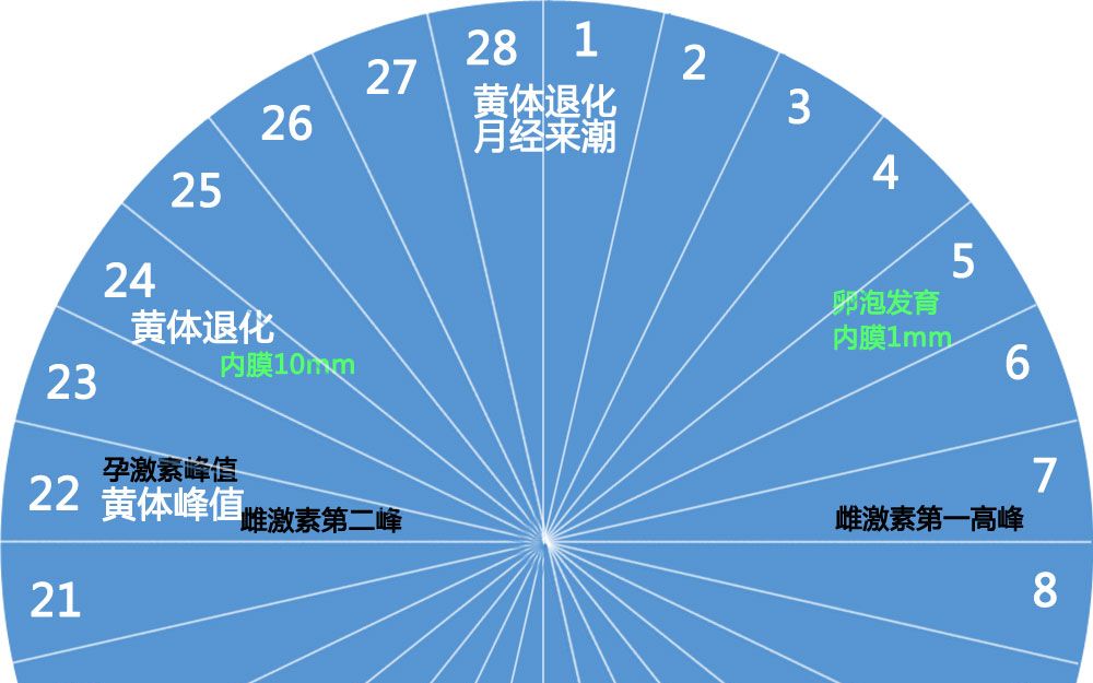 女性的生理周期哔哩哔哩bilibili