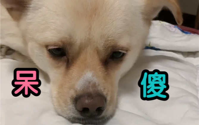 【小胖】这种呆傻的孩子长得都一样_哔哩哔哩_bilibili