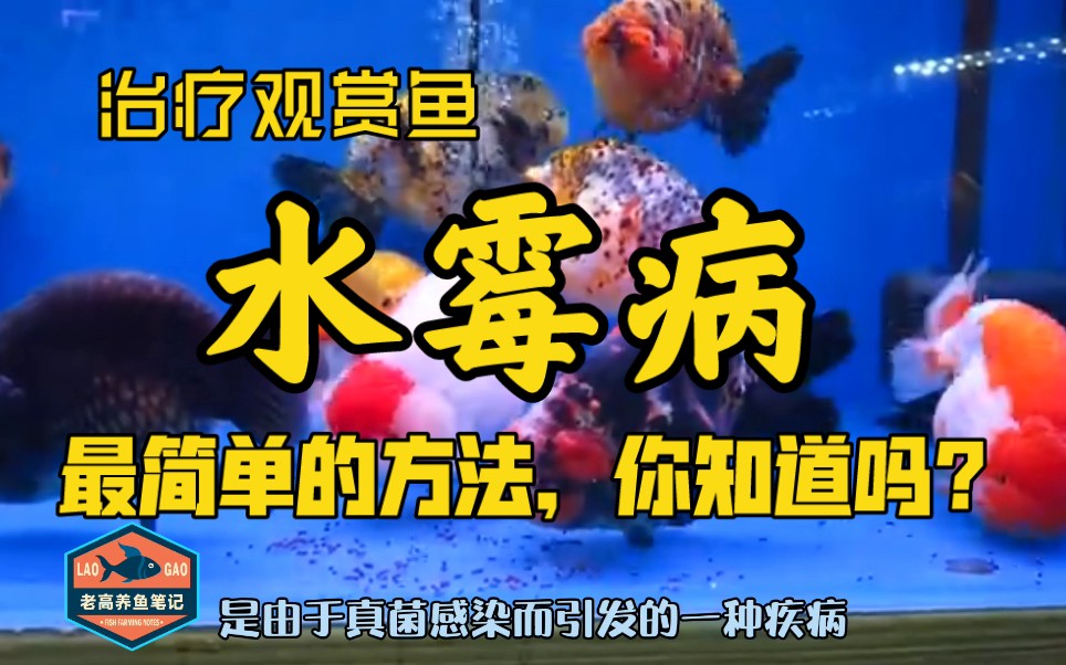 觀賞魚水黴病最簡單的治療方法你知道嗎老高養魚筆記十四