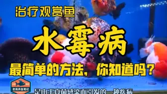 泰国斗鱼必备鱼药 鱼病治疗教程 烧尾水霉病腹水胡椒病白点病全部搞定 哔哩哔哩 Bilibili