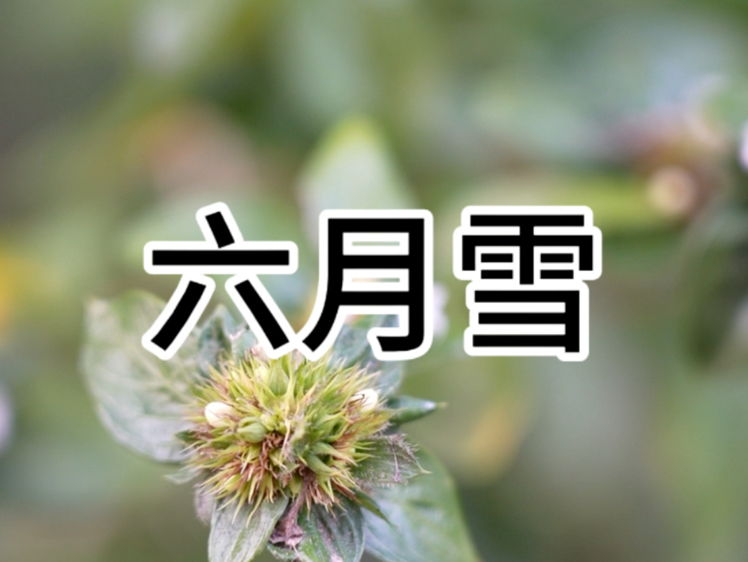 苗医苗药之六月雪