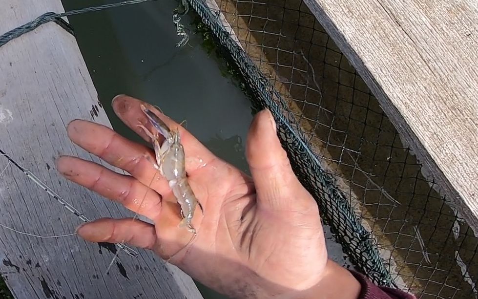 海上大风大浪,阿达下血本拿"小龙虾"钓鲈鱼,活虾能不能钓到鲈鱼?