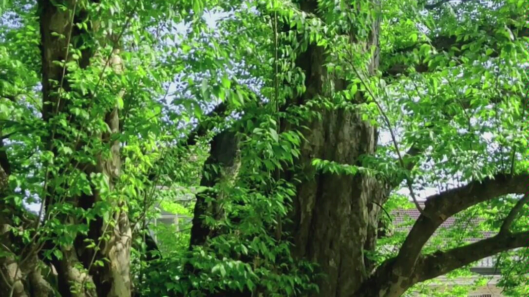 野生青檀树图片图片