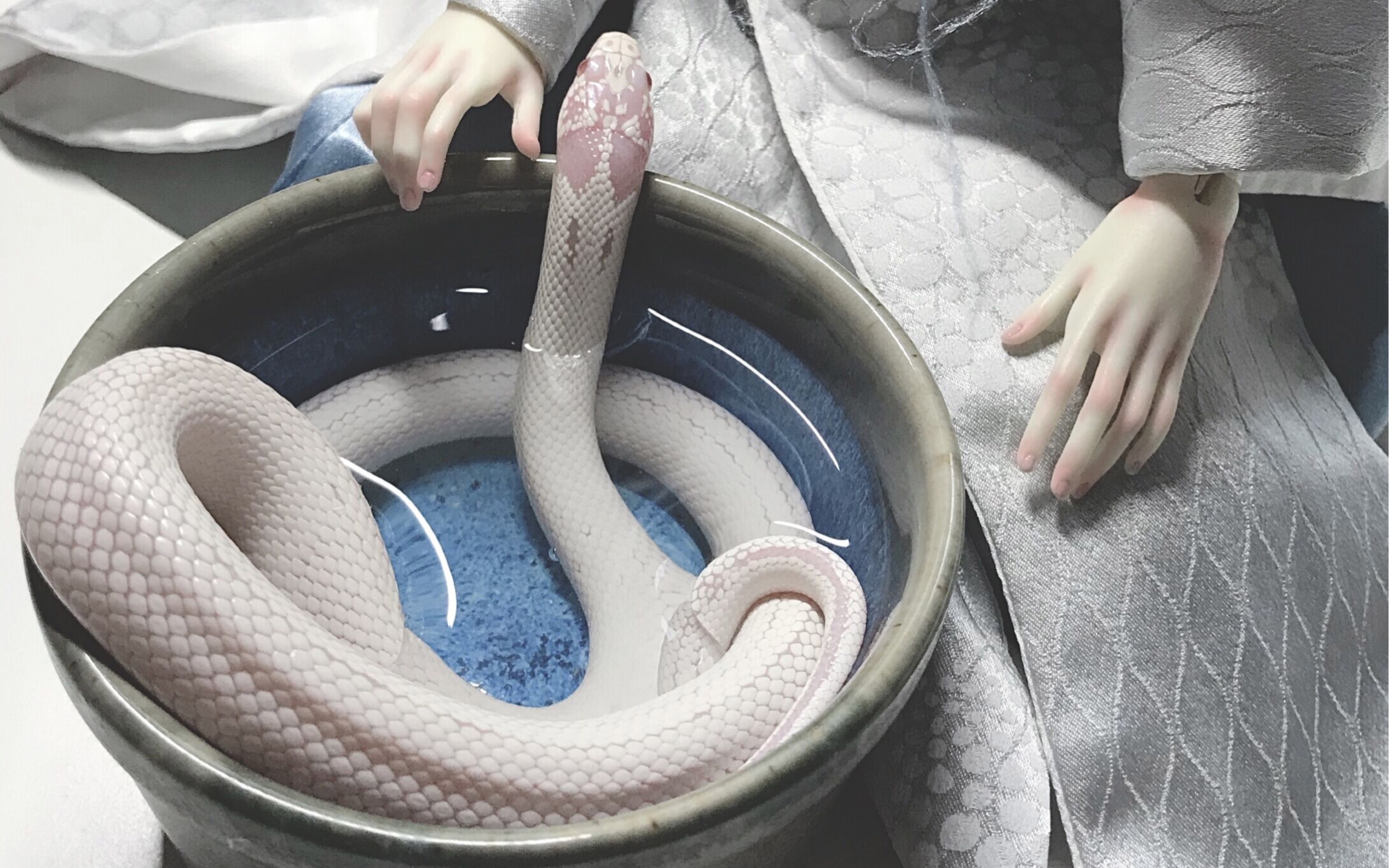 白化高白加州王蛇又带雪宝这个懒虫完成蠕动指标