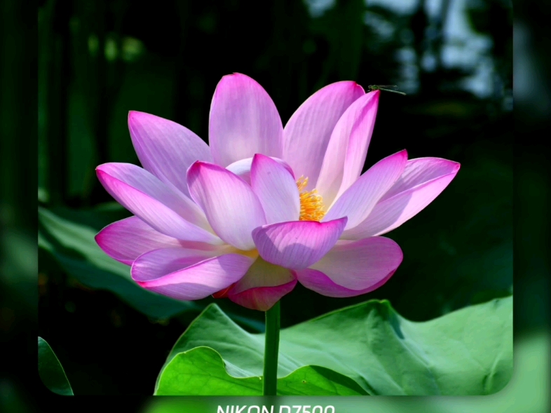 荷花真是怎么拍都好看!