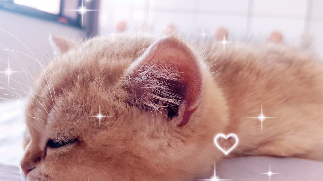 活动作品发现一只喵喵虫