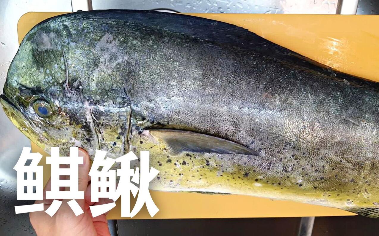 船钓鬼头刀 活缔放血后做干湿两种熟成刺身 - 哔哩哔哩