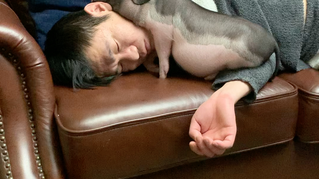 「宠物猪」我非常佩服这倆猪是怎么做到这个姿势睡着的