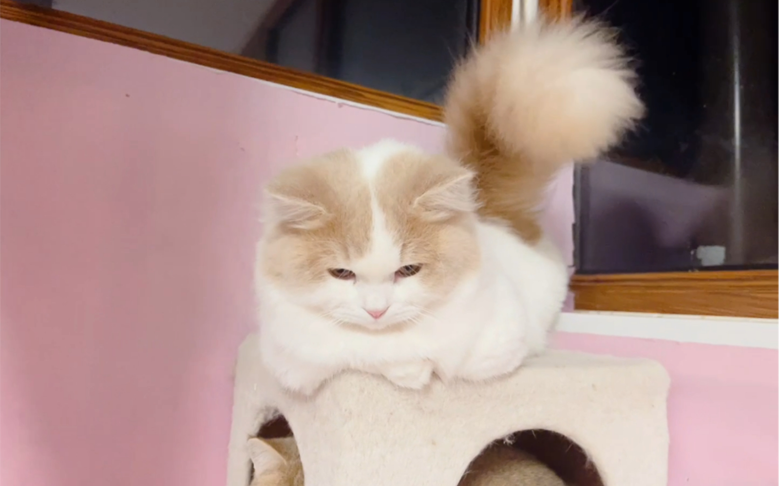 【拿破仑矮脚猫】这个大尾巴真的是太好看了_哔哩哔哩_bilibili