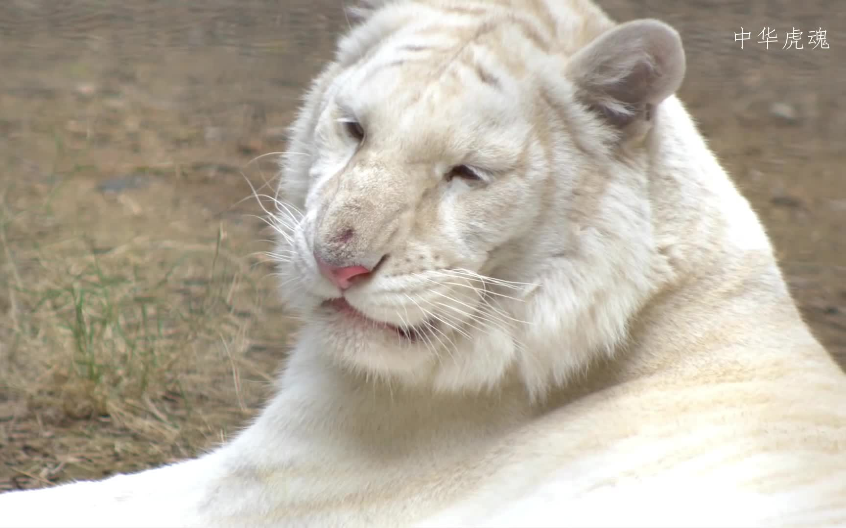虎界白富美—雪虎