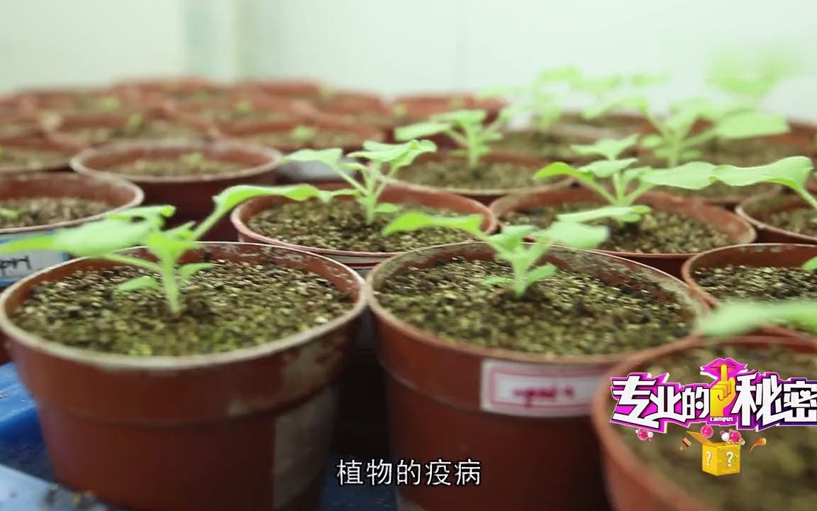 南京农业大学植物保护专业哔哩哔哩bilibili