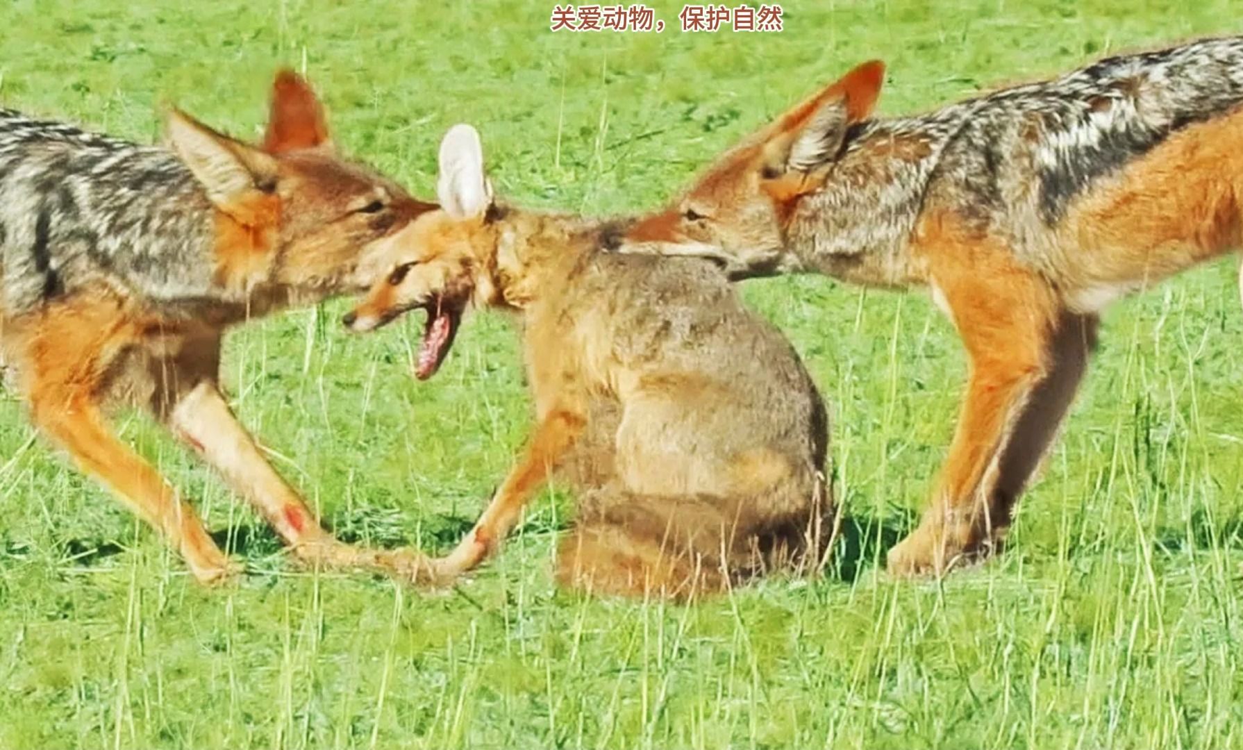 [图]狡猾狐狸装死躲避胡狼！不料直接活吃逃裆，实拍画面曝光