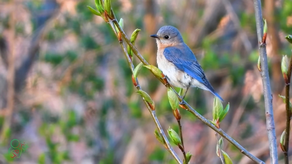 山光悦鸟性,潭影空人心