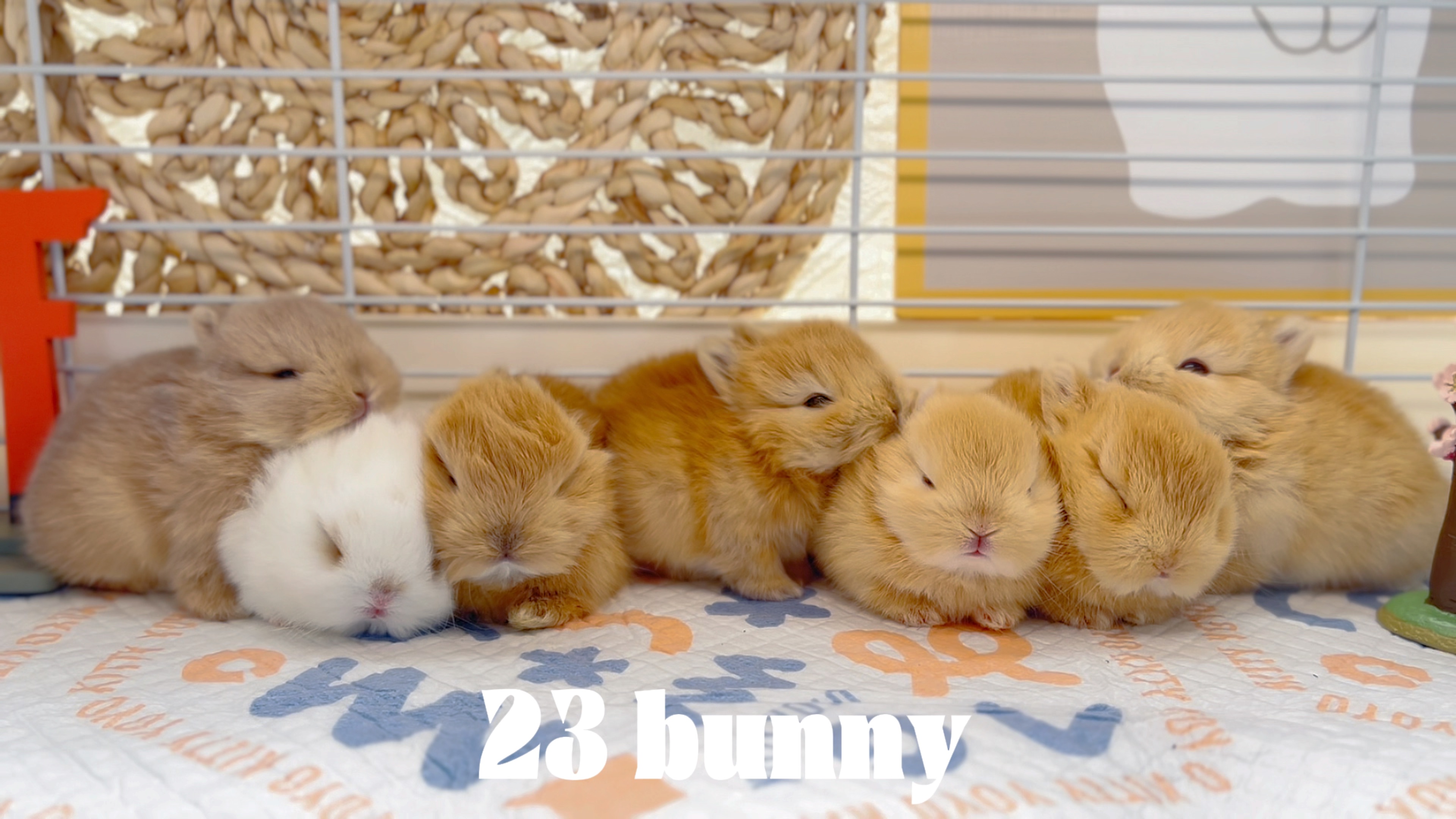 小奶兔每天都在睡睡睡!太萌了!