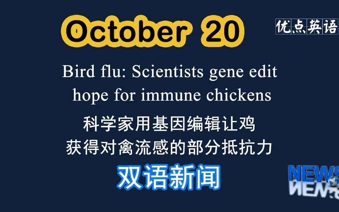 [图]10.20日双语新闻 Bird flu: Scientists gene edit hope for immune chickens