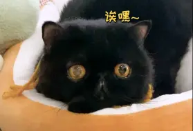 Tải video: 不装了，告诉大家我家猫的一个惊天秘密！