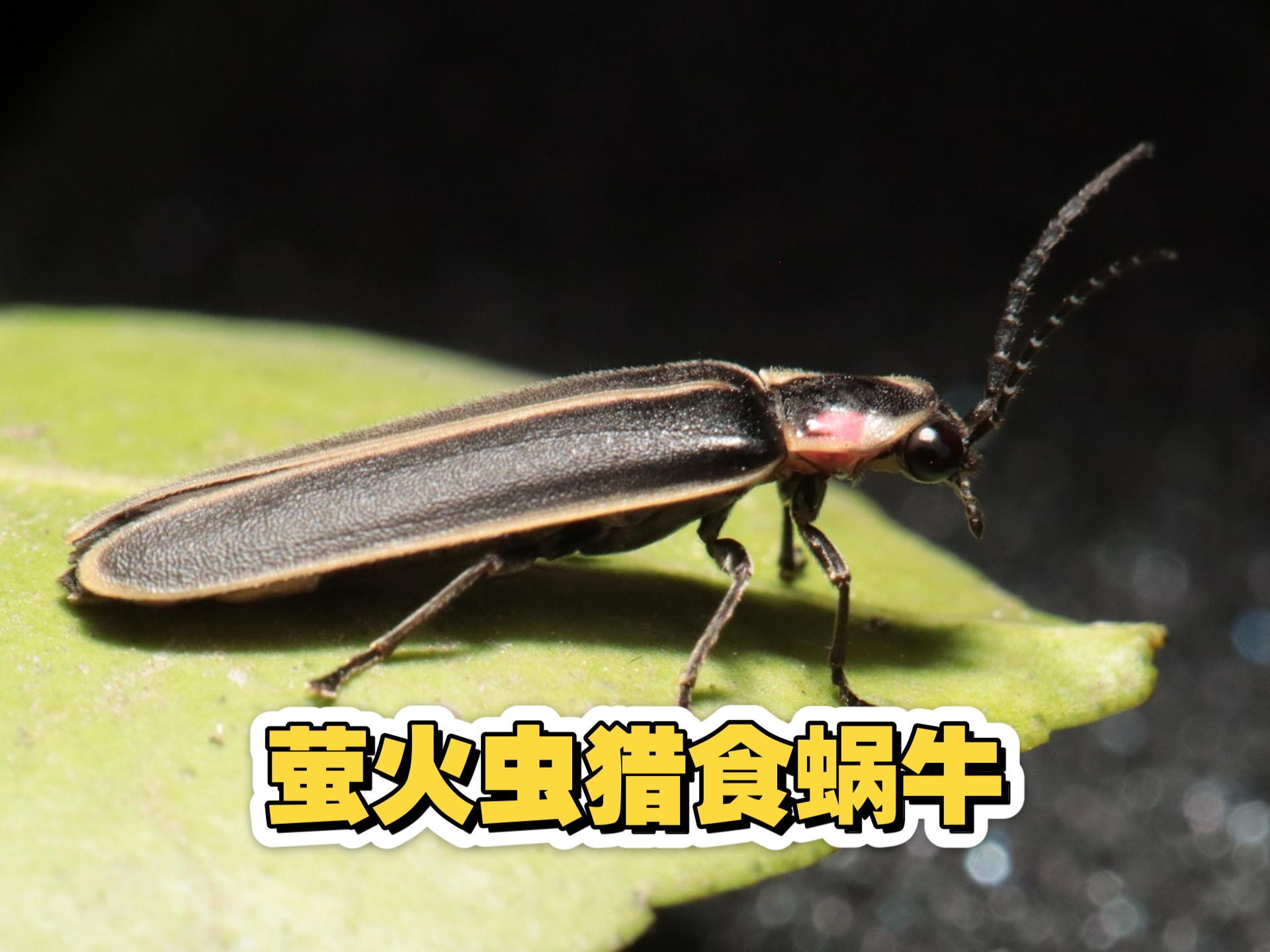 萤火虫猎食蜗牛