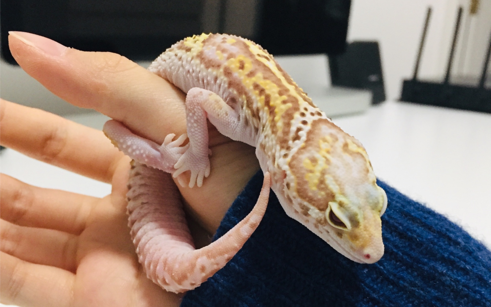 【豹纹守宫】超级可爱的双皮奶在桌子上散步!