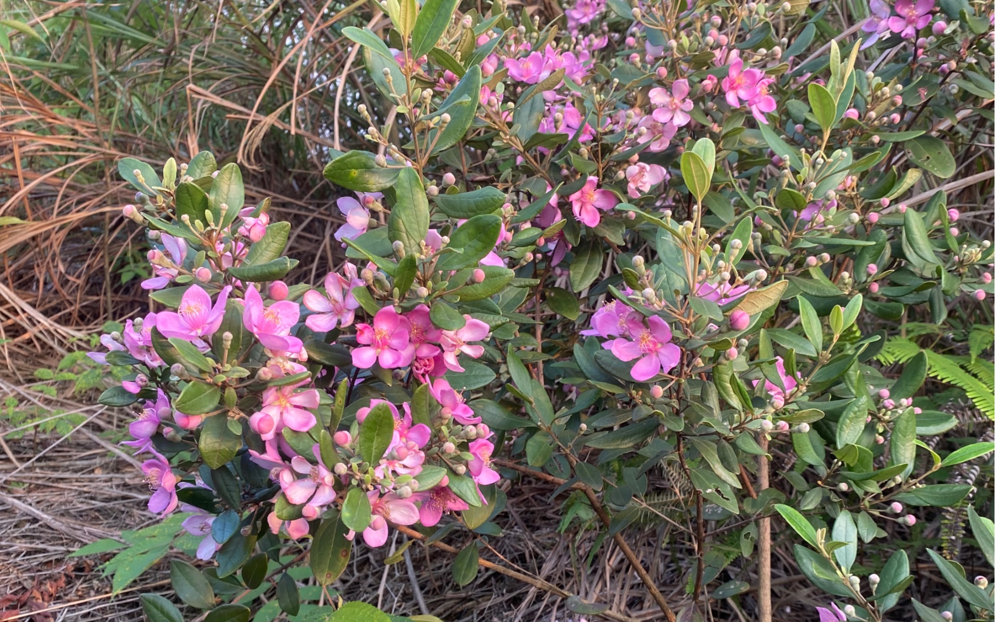又到了捻子果成熟的季节.