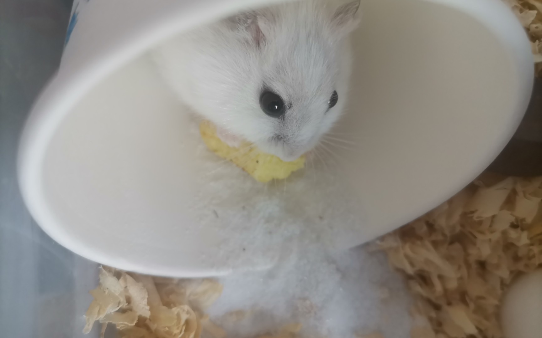 仓鼠,可汗,进膳.