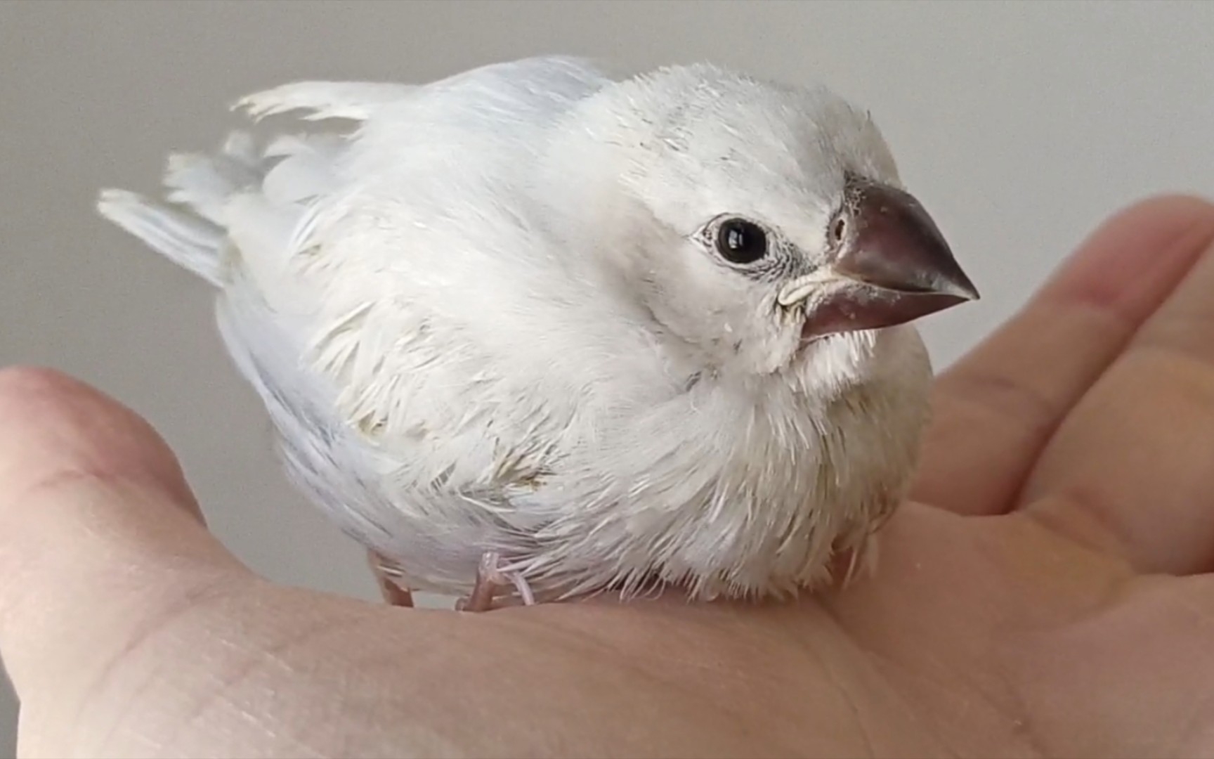 文鸟雏鸟到家12天了,黏人的程度会让你爱不释手,非常亲人