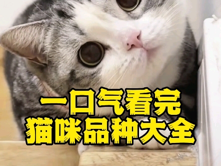 一口气看完猫咪品种大全,看完你喜欢哪种哔哩哔哩bilibili