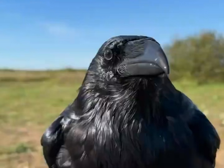 最强动物大脑 渡鸦 能够听懂主人指令