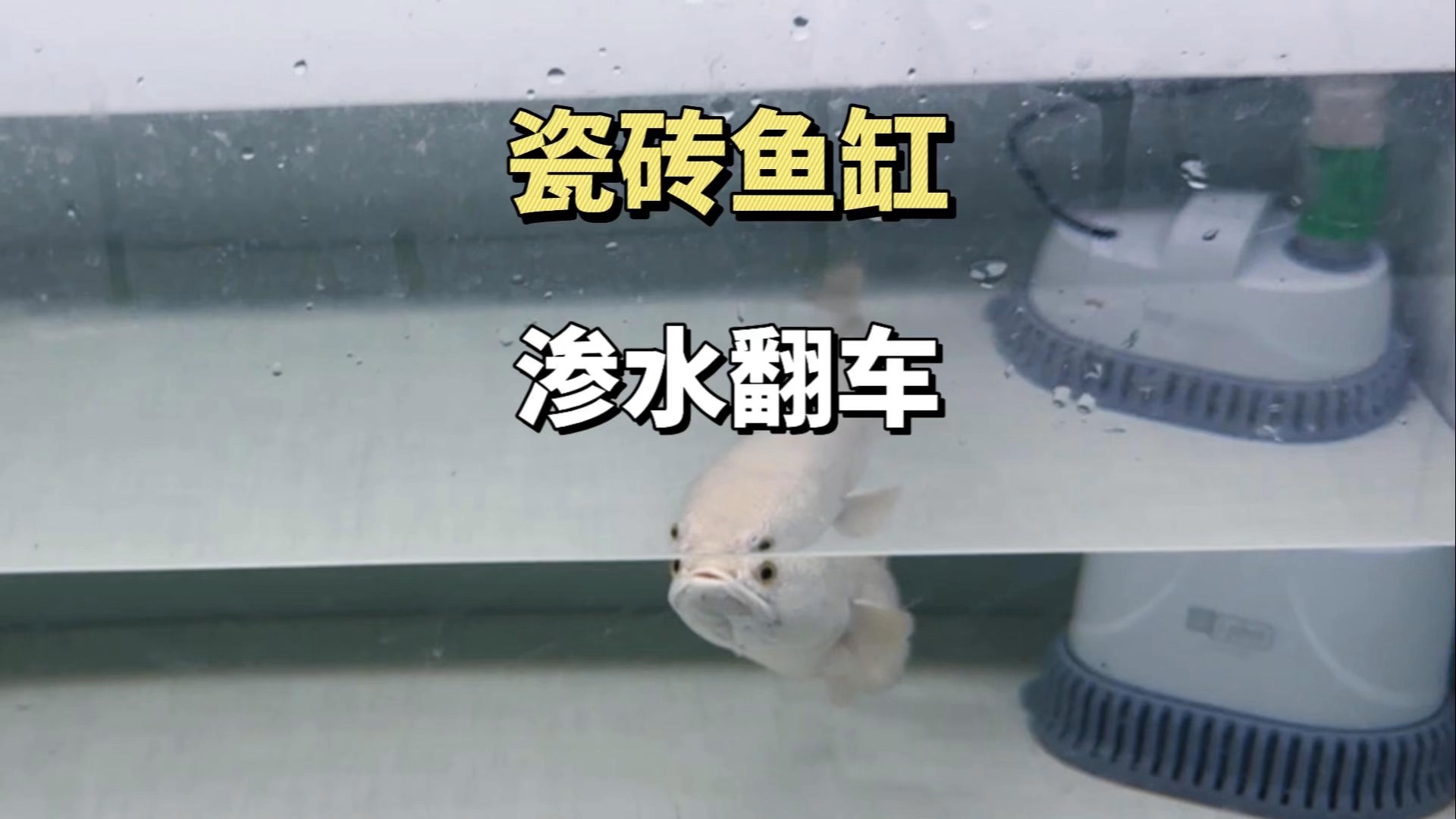 瓷砖鱼缸翻车了,渗水流了一地