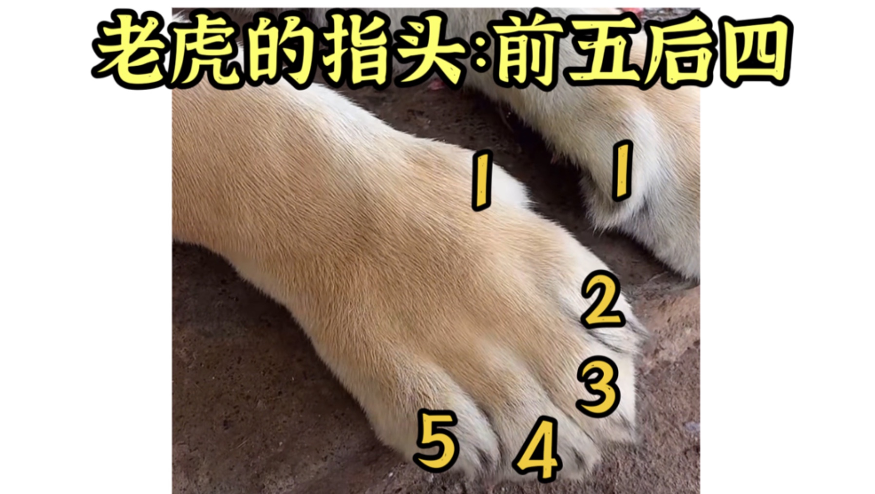 彦子科普:老虎的爪子有几个指头?和小猫一样吗?
