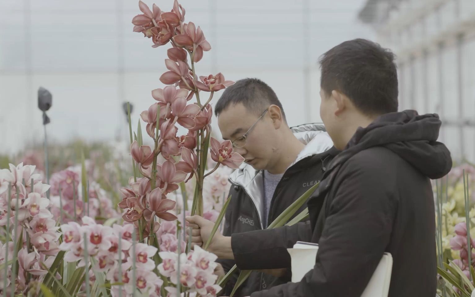 [图]物产中国·禄劝大花蕙兰｜三年守护待花期，一朝盛放争斗艳