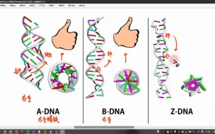 区分左手螺旋和右手螺旋(B-DNA、Z-DNA、A-DNA碱基数量的不同和螺旋方向)