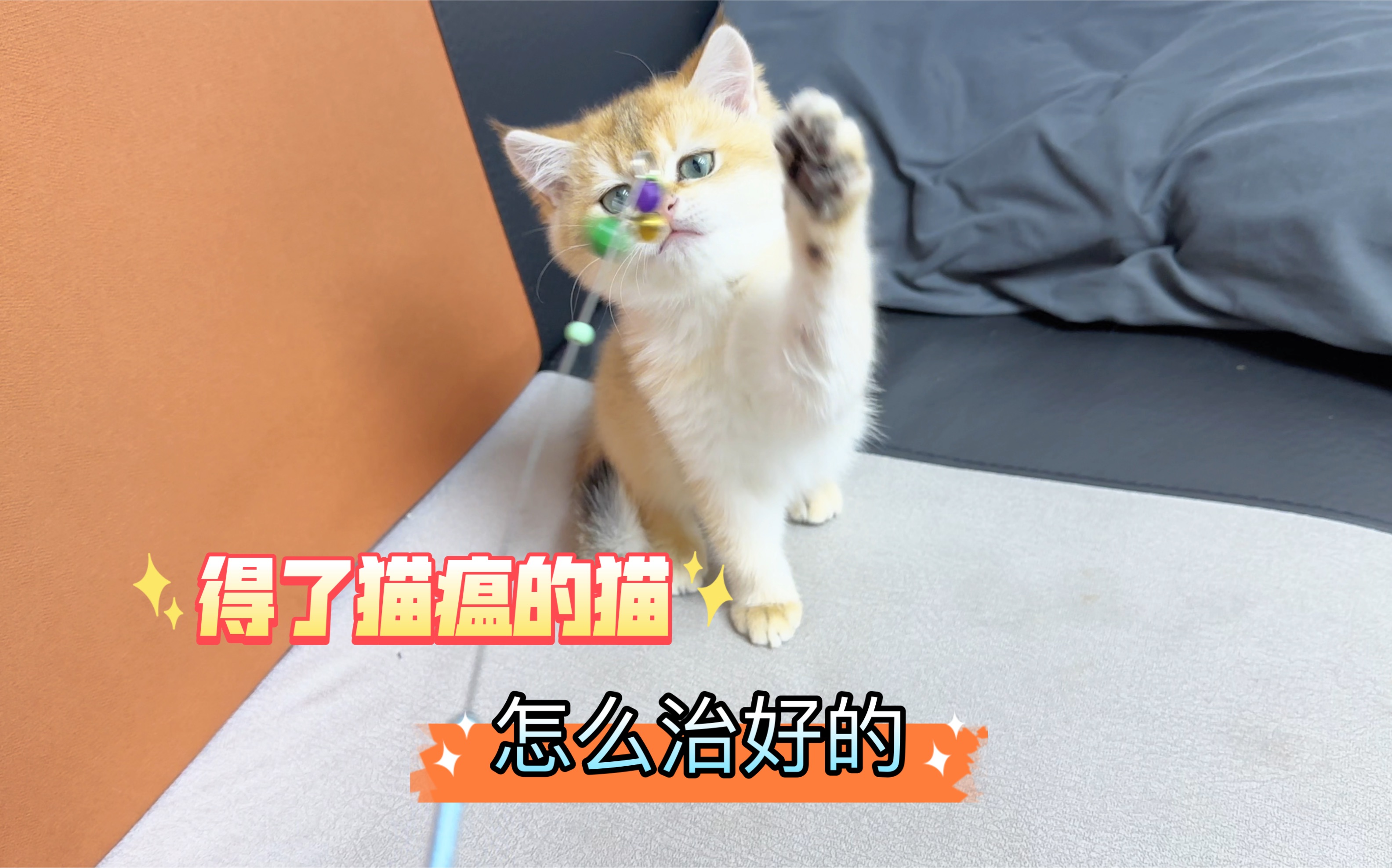 得了猫瘟的猫到底怎么治疗?不懂的赶紧来看看吧哔哩哔哩bilibili