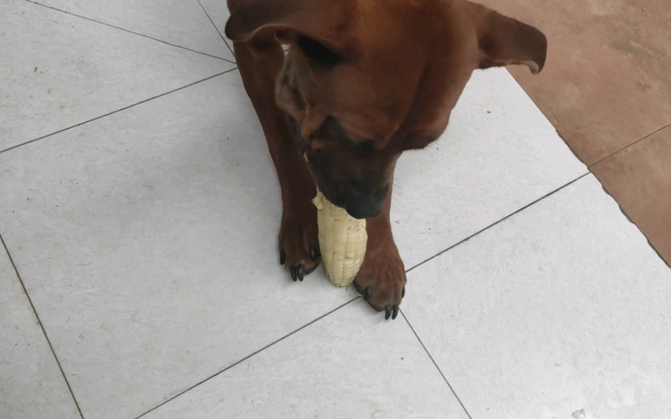 自家狗子喜欢吃玉米