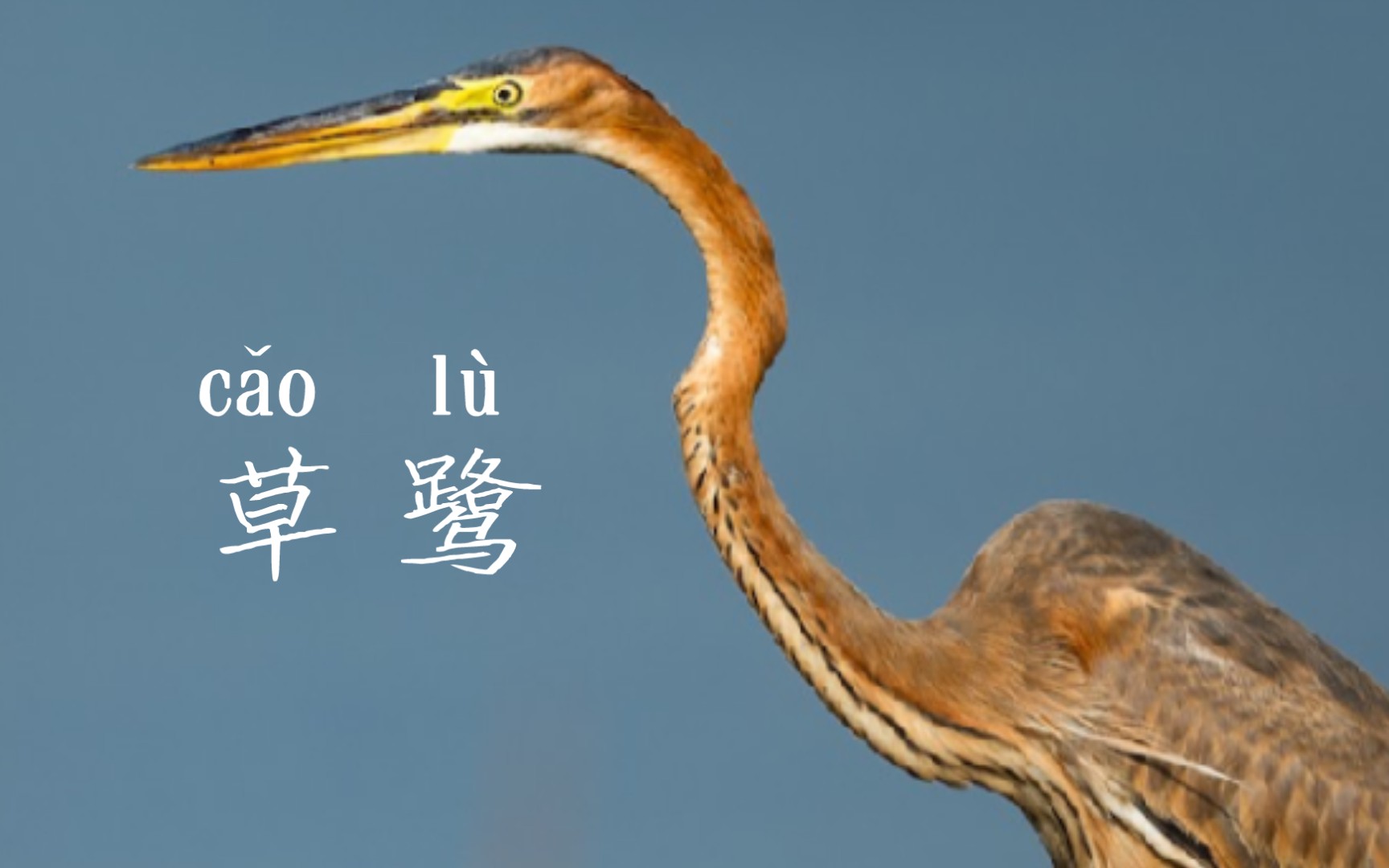 这位蛇精鸟,你和芦苇融为一体了【toto观鸟·草鹭】