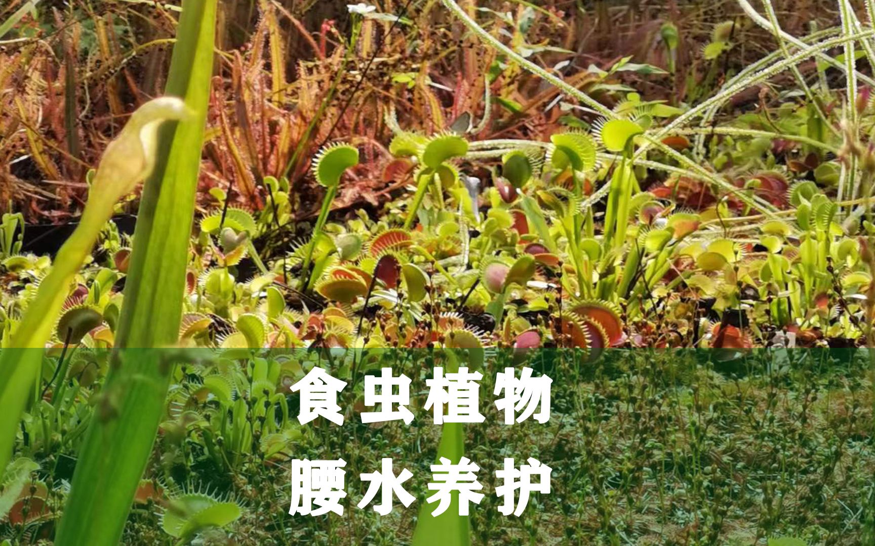 食虫植物腰水养护教程哔哩哔哩bilibili