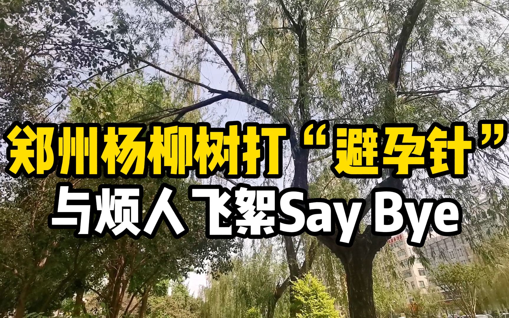 与烦人飞絮Say Bye!郑州街头杨柳树开打“避孕针”哔哩哔哩bilibili