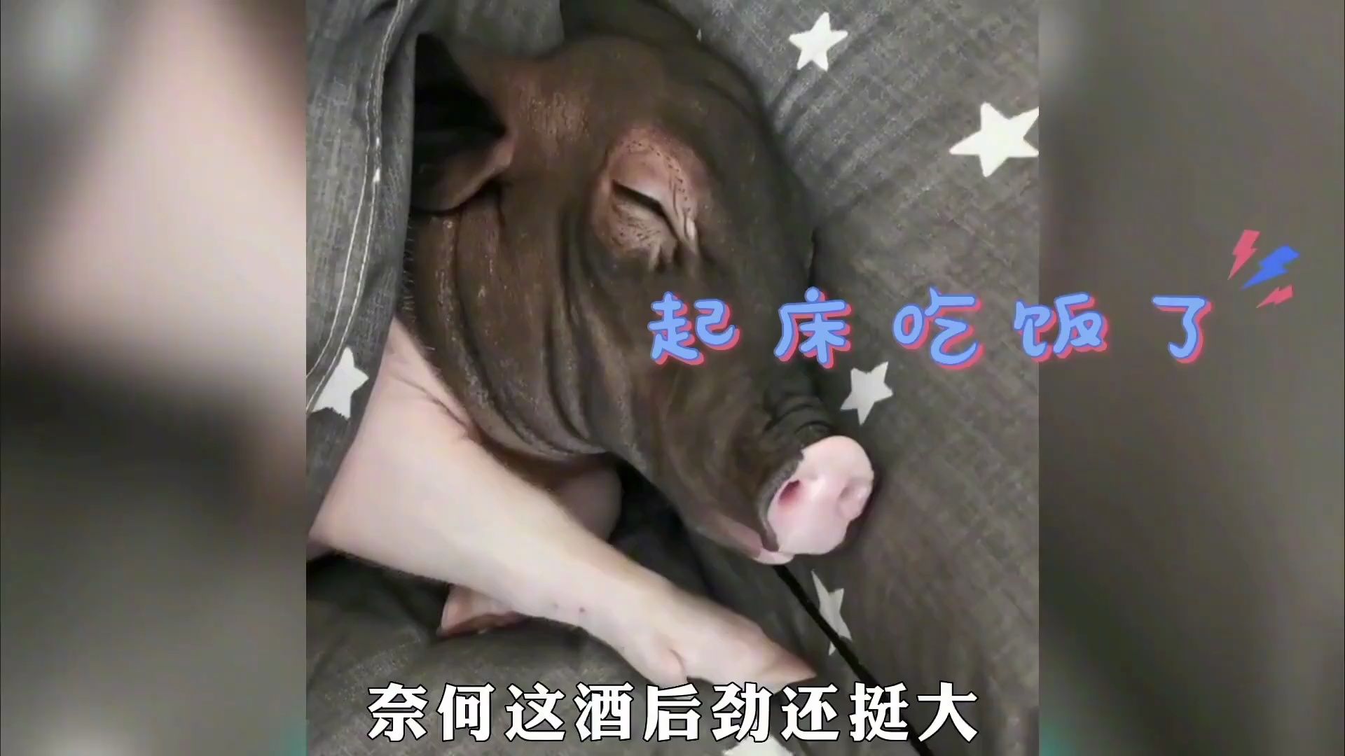全网最爱喝酒的猪!