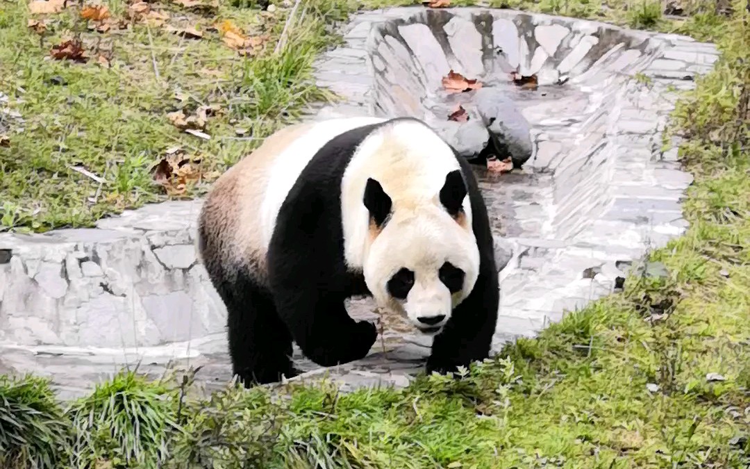 大熊猫津柯20181006