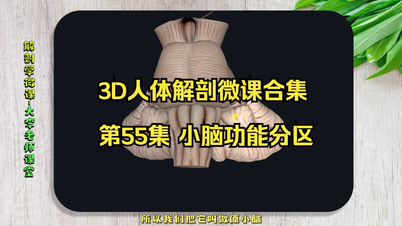 第55集 小脑功能分区