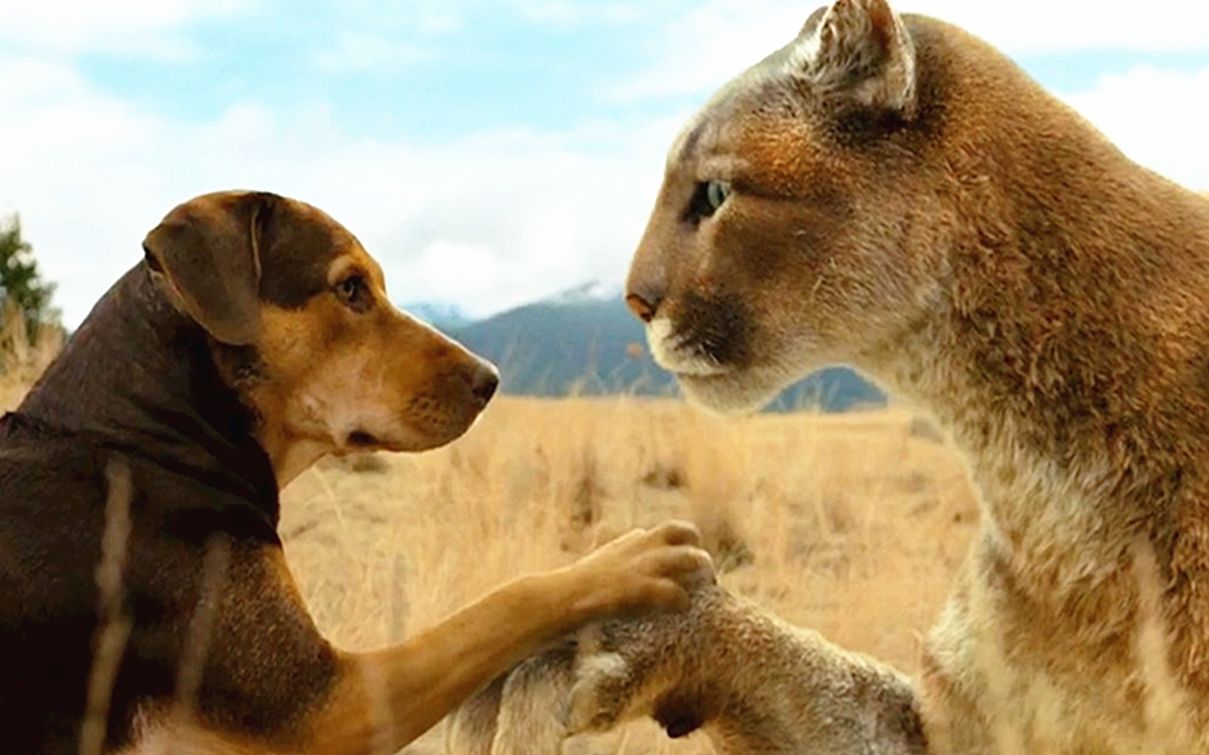 狗狗误把一只"幼狮"当孩子,养到最后比自己都大,一部温情动物电影