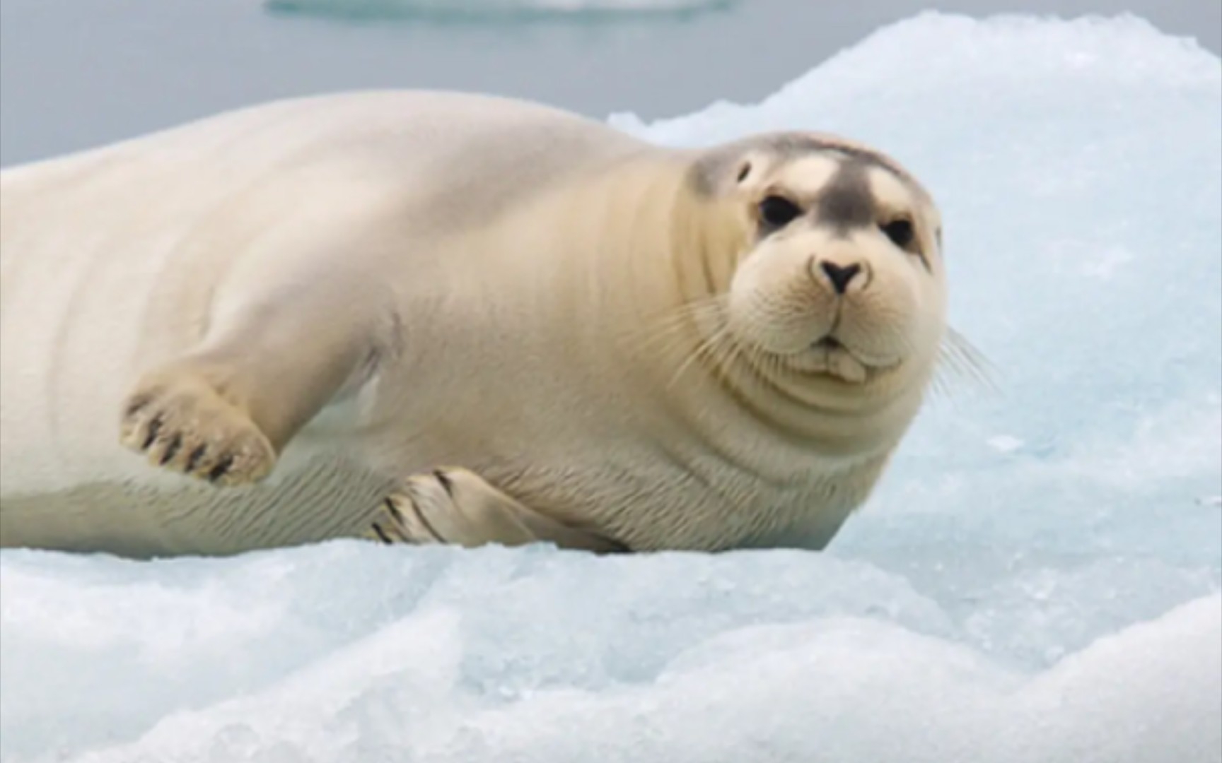 "禁止 打击 豹腹!