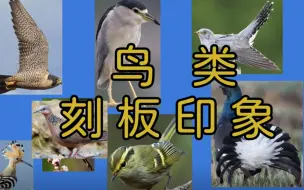 Video herunterladen: 鸟类刻板印象大赏