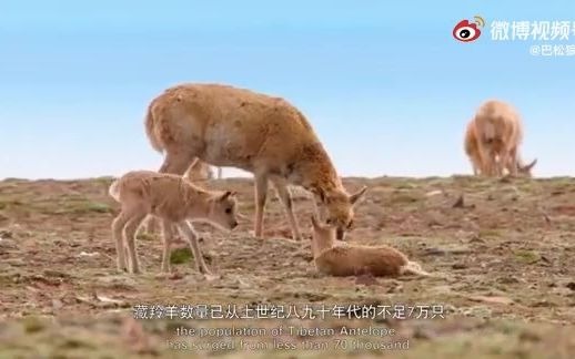 《世界因此美丽(英文版)》COP15保护生物多样性,共建地球生命共同体哔哩哔哩bilibili