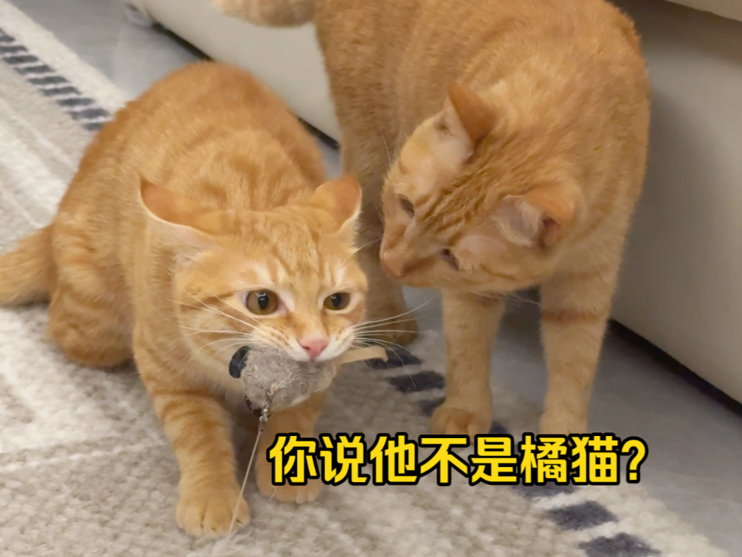 养了半年,怎么有人说他不是橘猫?哔哩哔哩bilibili