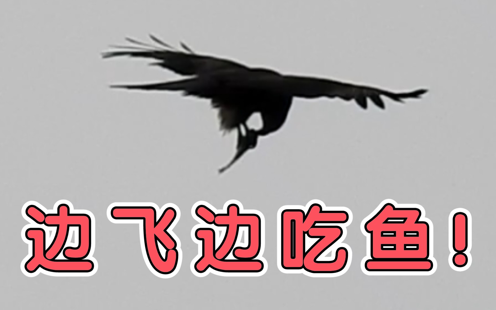 【观鸟】黑鸢抓鱼 竟然能够边飞边吃! 太厉害啦~哔哩哔哩bilibili