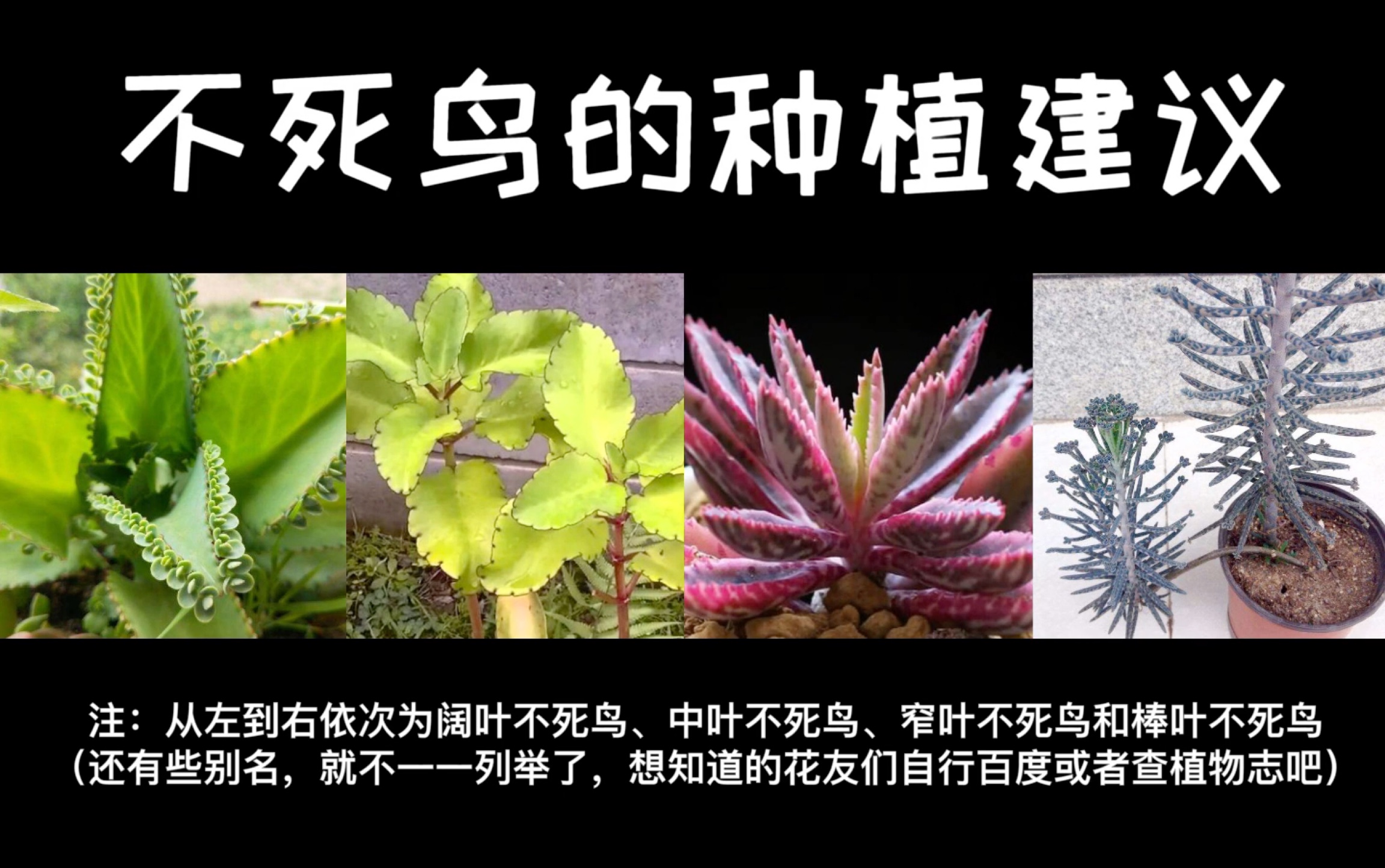 [图]需谨慎思考要不要养的多肉植物——不死鸟的弃养&种植建议