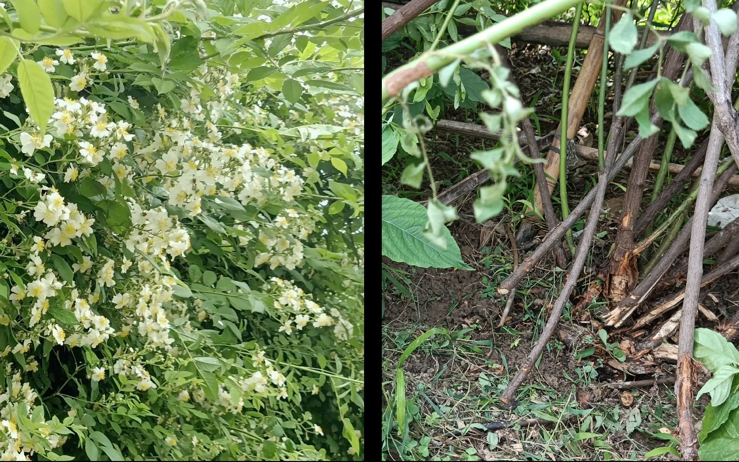 [图]三年的蔷薇被砍了！如果种花的爱好不被接受，我们能做的是什么呢？